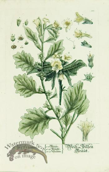 Blackwell German 077